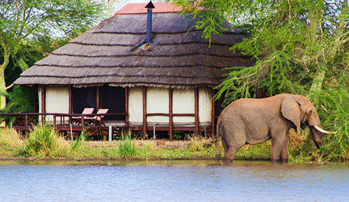 African lion and wildlife safari in Kruger National Park, South Africa